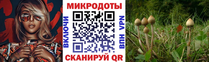 наркотики  Холм  Псилоцибиновые грибы GOLDEN TEACHER 